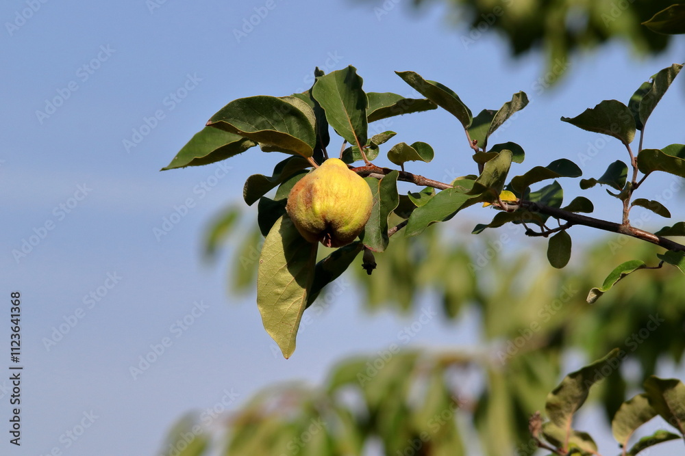Fototapeta premium Ripe quince.