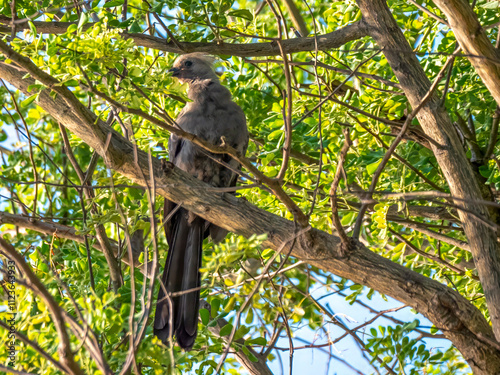 Gray noise bird (Crinifer concolor) in Mahanga National Park photo