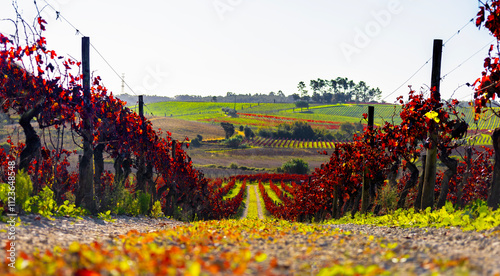 Vineyards in autumn after harvest. Wine region in Portugal photo