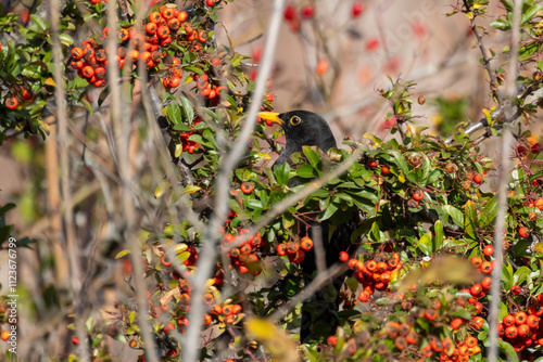 Merlo, Turdus merula, si ciba di bacche in un cespuglio di Pyracantha o Agazzino.