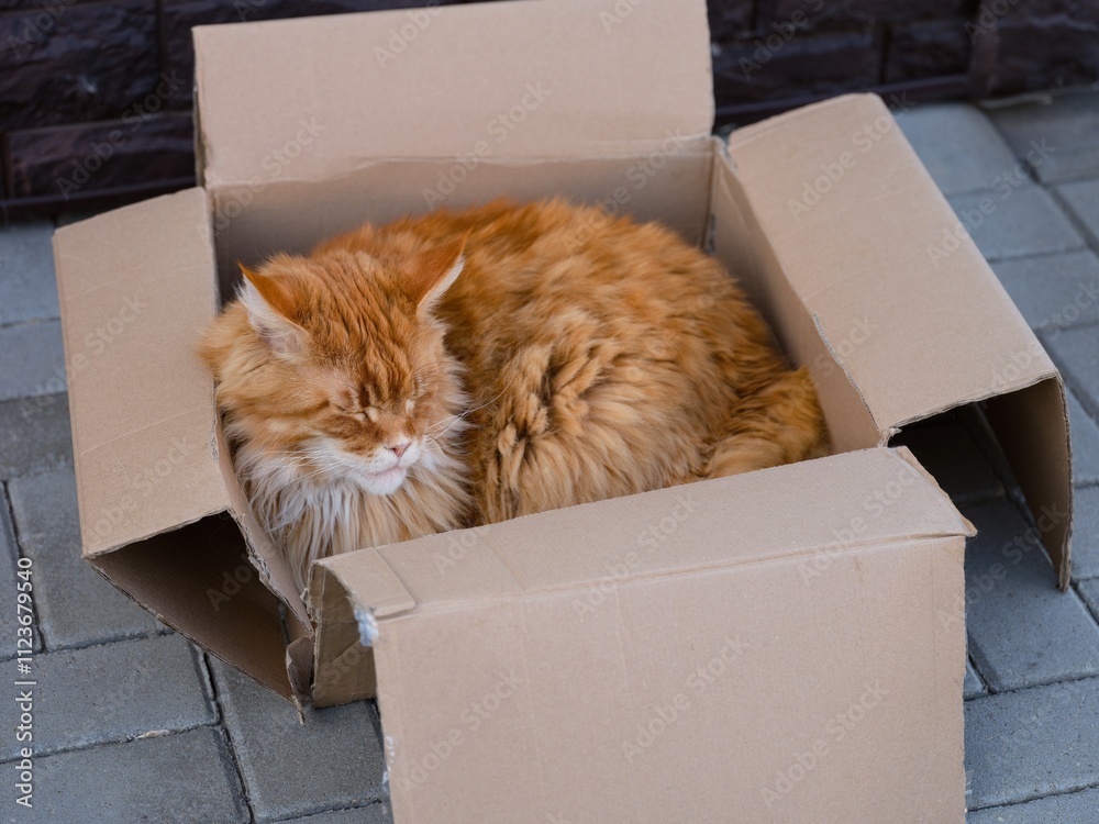 Fototapeta premium Ginger Maine Coon cat sleeping in the cardboard box outdoors.