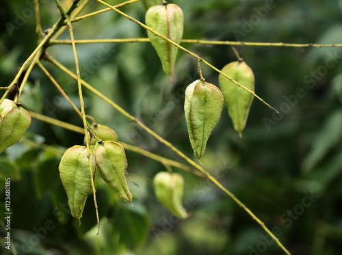 green fruits bags of KOELREUTERIA PANICULATA tree at autumn photo