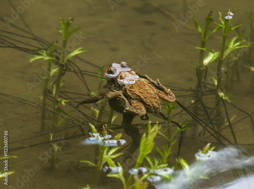 Spring mating of frogs in water