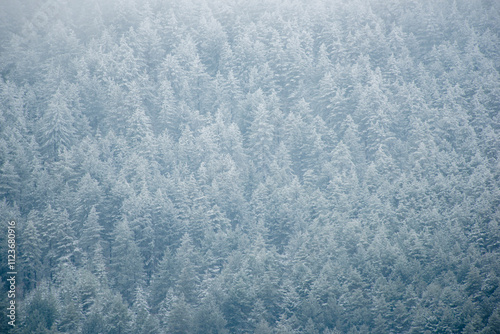 Pine trees covered with frost