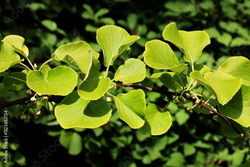 Actinidia chinensis bush with green foliage and flowers close up at spring