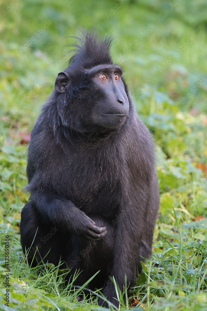 Portrait of Crested Macaque (Macaca Nigra) close up shot