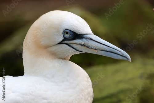 Portrait of Northern gannet (Morus bassanus) close up shot