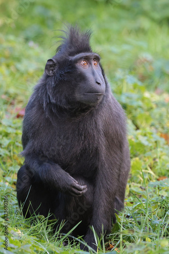 Obraz na płótnie Portrait of Crested Macaque (Macaca Nigra) close up shot w salonie