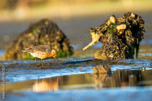 Red Knot (Calidris canutus) feeding in the mud at Bottle Beach Washington during Spring Migration. photo