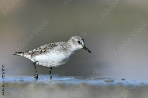 Εκτύπωση καμβά Close-up shot of little stint Calidris Minuta