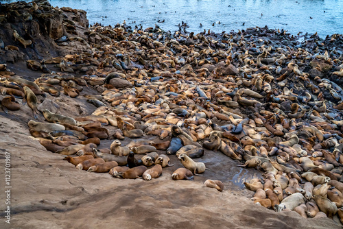 Εκτύπωση καμβά Large colony of sea lions resting on 
Sister City Park, Monterey