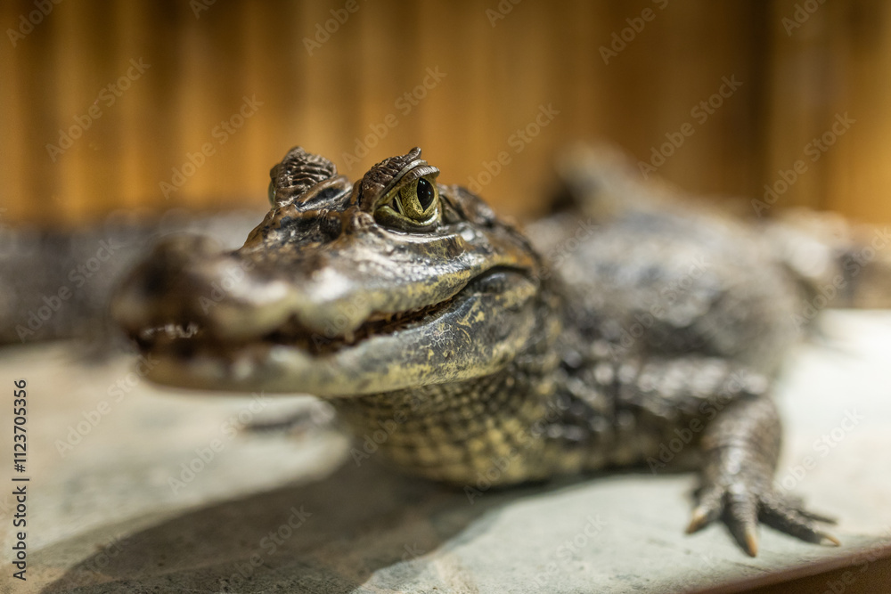 Naklejka premium Close-up of a crocodile's head, showing its sharp teeth and scaly skin..