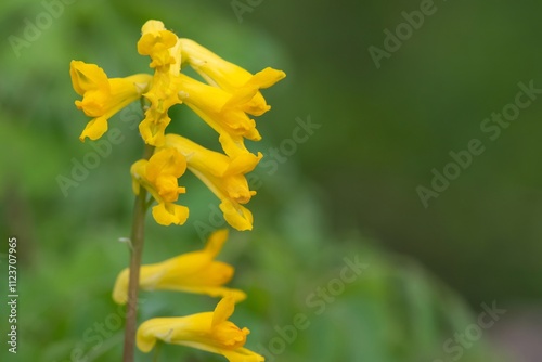 Close up of yellow corydalis (pseudofumaria lutea) flowers in bloom photo