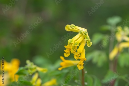 Close up of yellow corydalis (pseudofumaria lutea) flowers in bloom photo