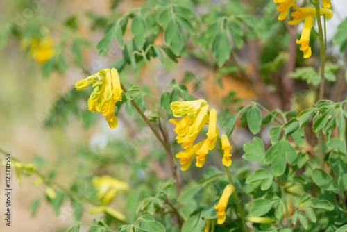 Close up of yellow corydalis (pseudofumaria lutea) flowers in bloom photo