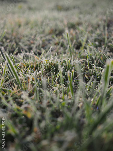 The grass is covered in frost and the image has a cold, wintry mood. The frost on the grass gives the image a serene and peaceful atmosphere