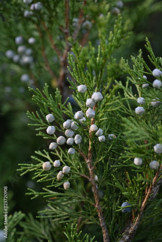 background green juniper branches texture ripe blue berries close-up gradient turquoise color fragrant spice in nature	
 photo