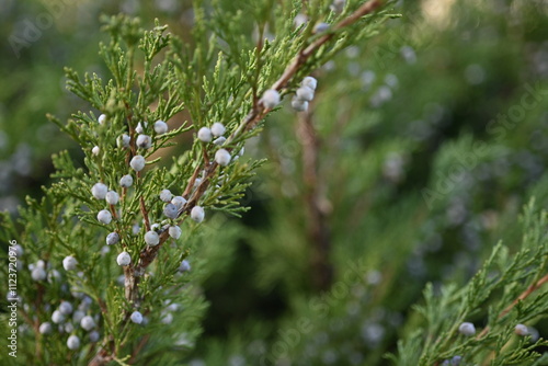 background green juniper branches texture ripe blue berries close-up gradient turquoise color fragrant spice in nature	
 photo