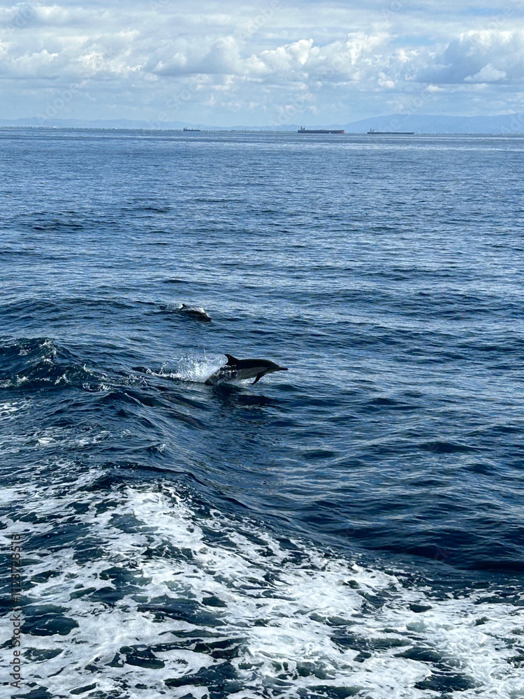 Fototapeta premium dolphins from a boat in the ocean