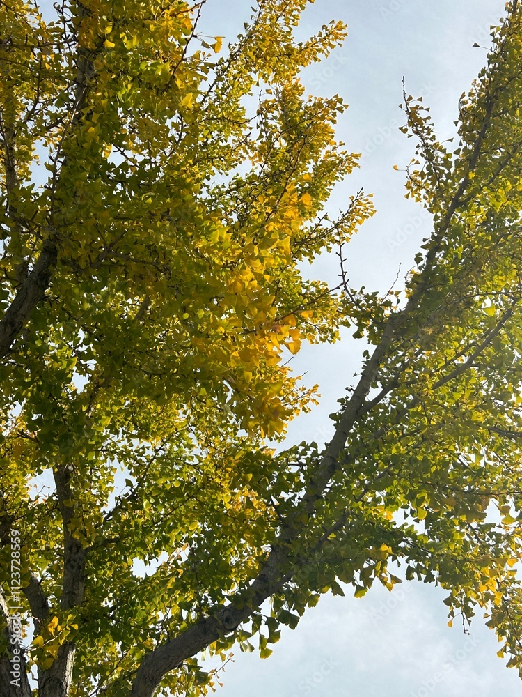 Obraz premium trees form above during the change of seasons