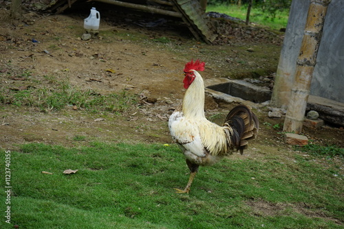 Gallo de color blanco con plumas negras en la cola parado en una pata en un terreno de hierba verde, con una postura erguida y altiva. Gallo parece estar en su entorno natural, vigilando su territorio photo