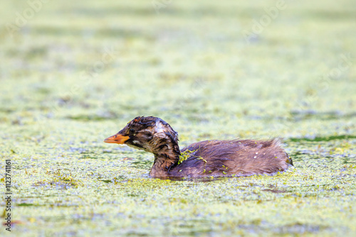 Little grebe juvenile, Tachybaptus ruficollis, swimming photo