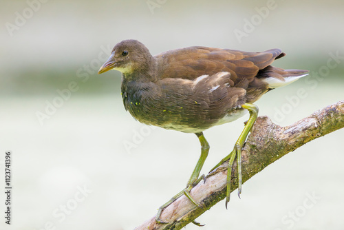 Young common moorhen, Gallinula chloropus, juvenile photo