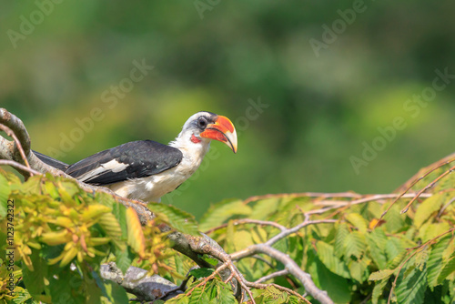 Closeup of a von der decken's hornbill, tockus deckeni, bird perched photo