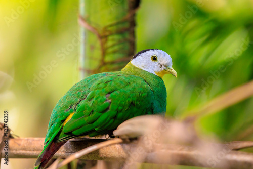Black-naped fruit dove, Ptilinopus melanospilus, also known as black-headed fruit dove photo