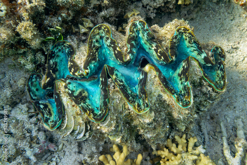  shell on a seabed Blue shell tridacna in the coral reef of the Red sea  photo