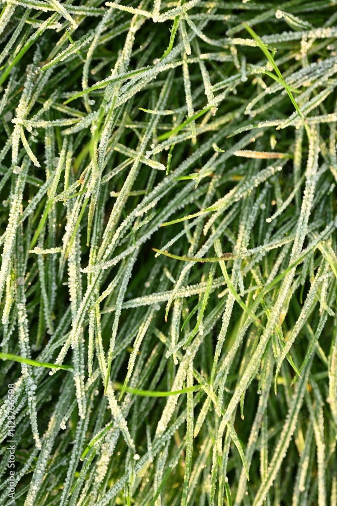 Obraz premium green grass under frost as background, frozen meadow, snowy grass under frost top photo 