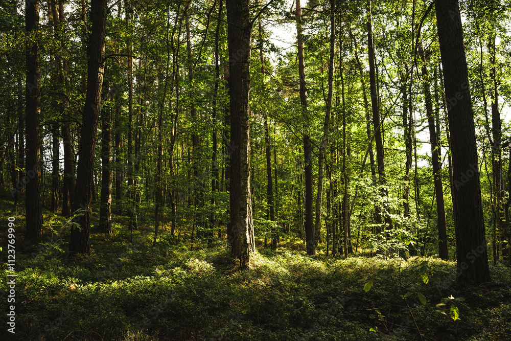 Fototapeta premium The bright sun is shining through the lush trees in the forest