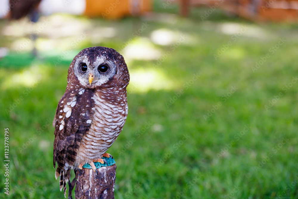 Fototapeta premium little owl perched. Mantova