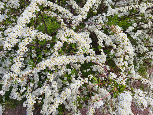 Gray spiraea is a deciduous ornamental shrub of the Pink family. photo