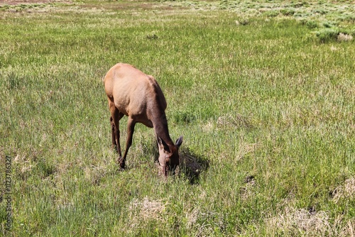 Elk Grazing in the Summer at the Gardiner Entrance to Yellowstone National Park. photo