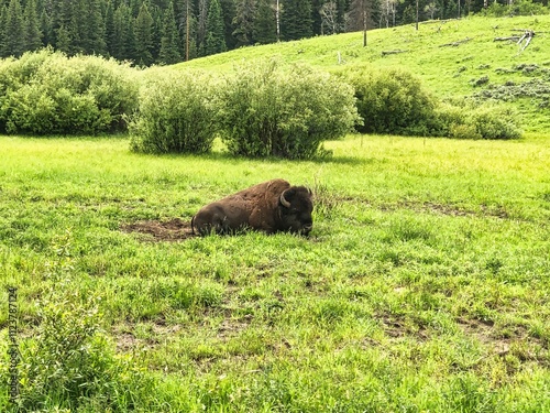 American Bison Resting in the Lamar Valley, Yellowstone National Park in Wyoming. photo