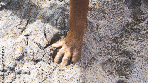 Fotografie Dow paw leg standing in sand beach deep toes
