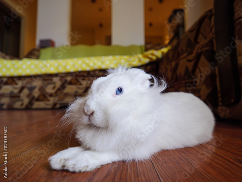 Lion head rabbit laying down on the floor in the flat.