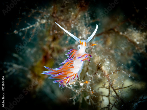A nudibranch with striking orange, purple, and blue tones gracefully rests on delicate underwater branches. This macro shot highlights the intricate patterns and colors of this marine invertebrat