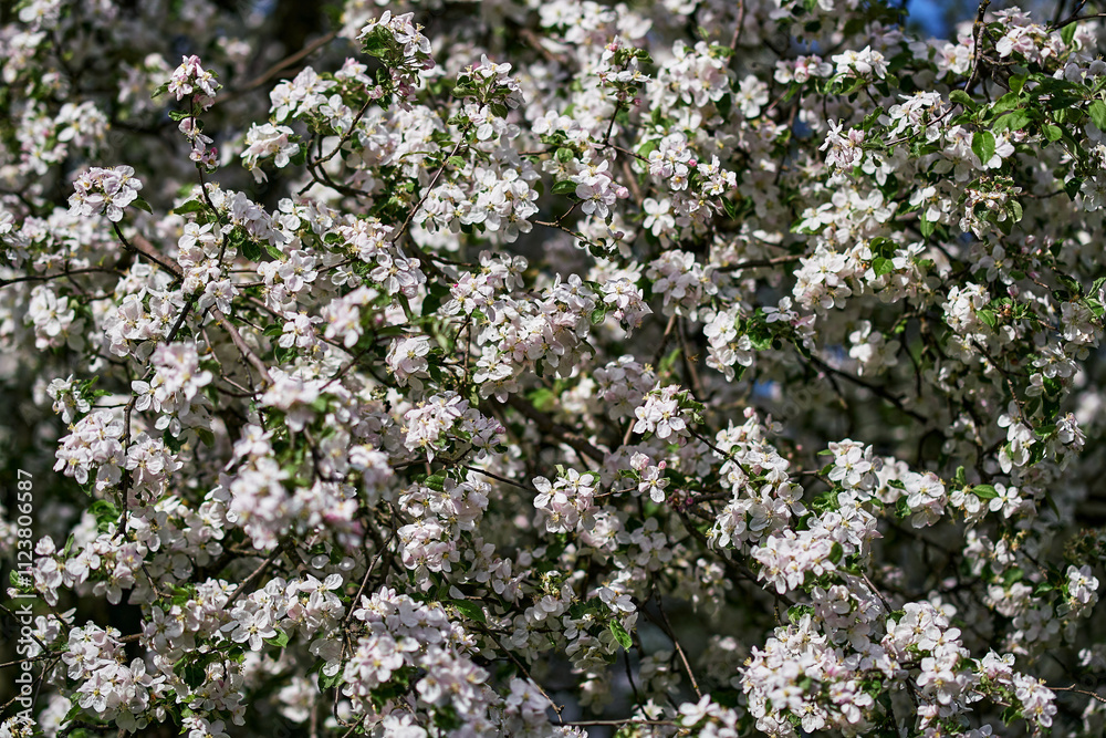 Obraz premium Blossoming apple tree branches covered in white flowers against clear blue sky springtime nature background floral beauty orchard in bloom