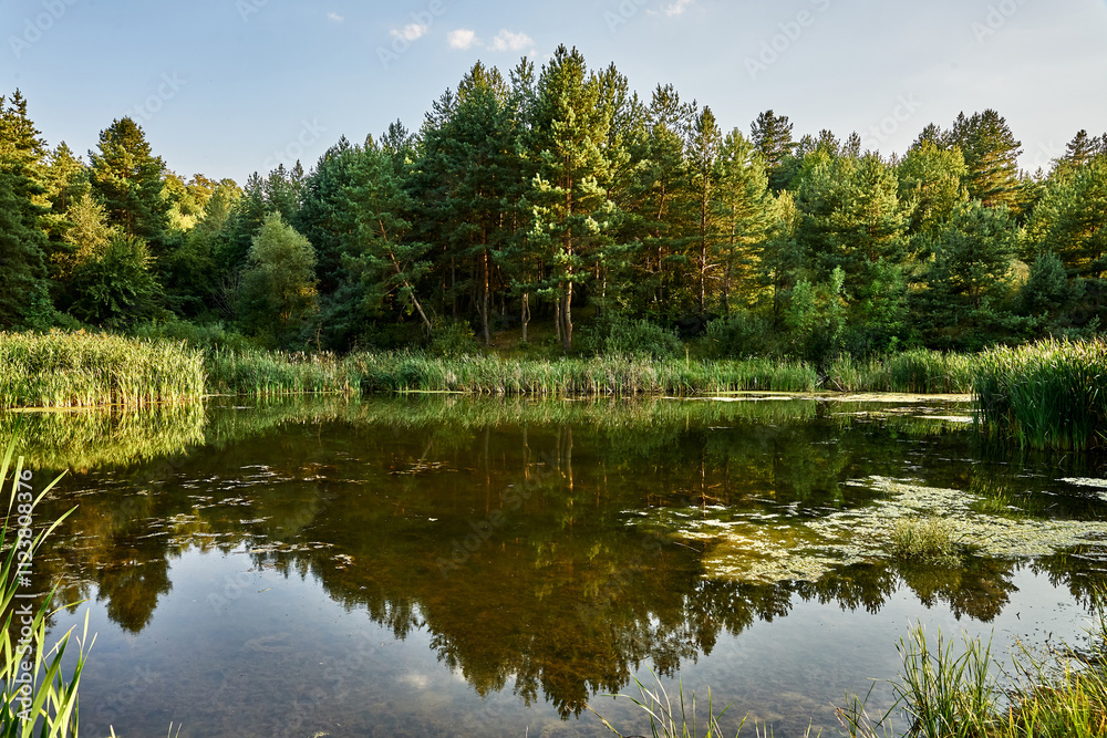 Obraz premium Forest lake reflection trees water calm nature serene landscape green foliage reeds peaceful scenic outdoor tranquility summer sunlight clear sky