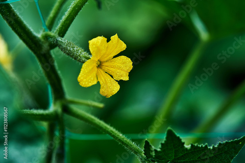 Close-up yellow flower cucumber plant green leaves blurred background macro photography nature garden agriculture