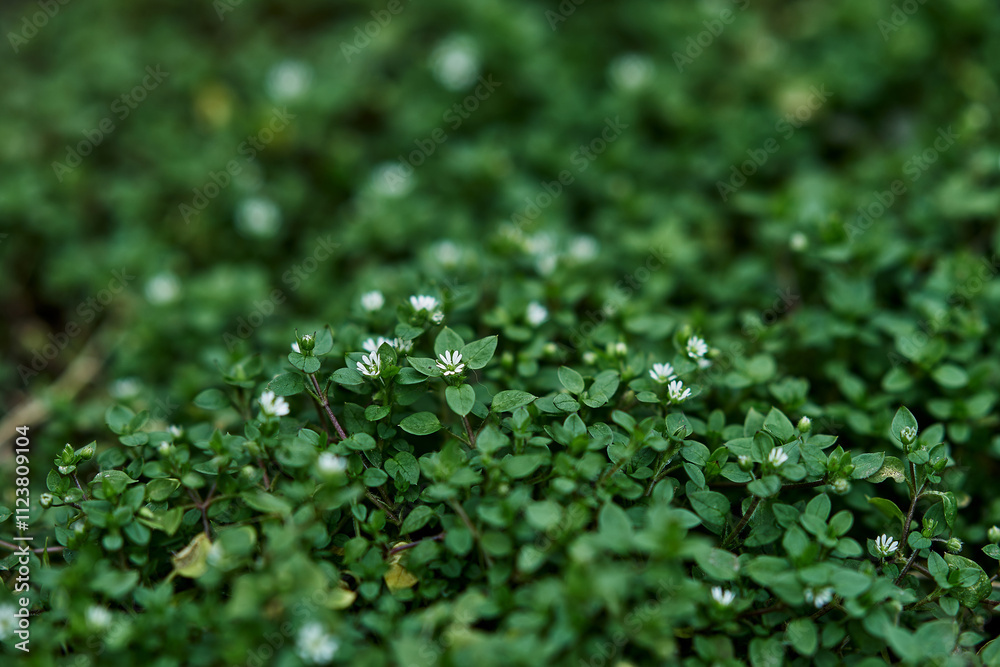 Obraz premium Green ground cover small white flowers dense foliage natural texture close-up nature background lush greenery botanical garden plant life spring growth outdoor vegetation