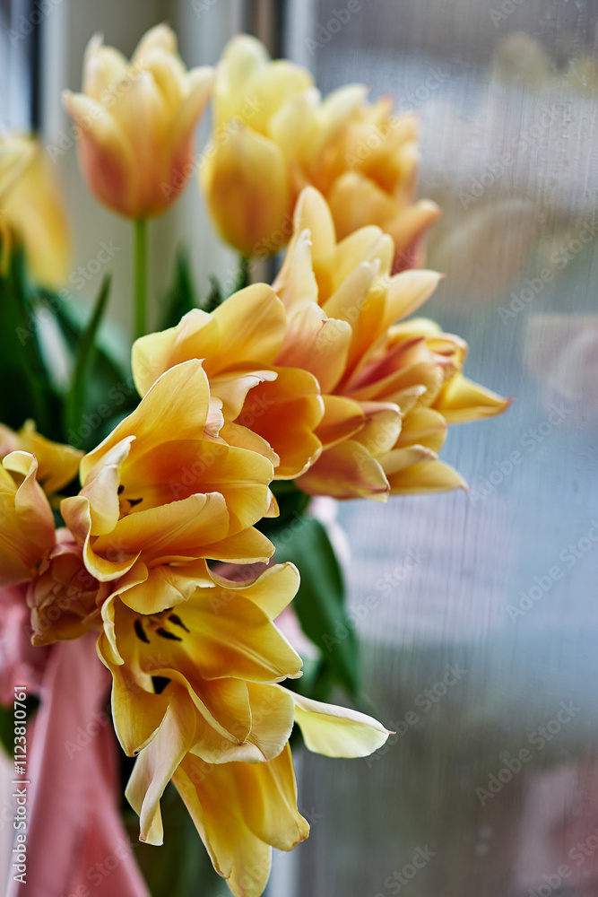 Obraz premium Yellow tulips bouquet close-up window background soft light green leaves pink ribbon