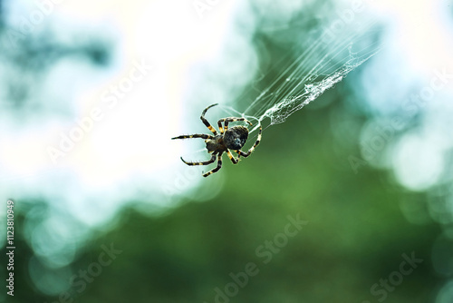 Spider on web close-up macro nature background green blurred bokeh arachnid insect outdoors wildlife detailed shot