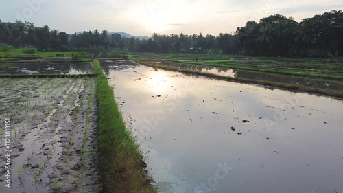 rice field view in the morning during the rice planting season