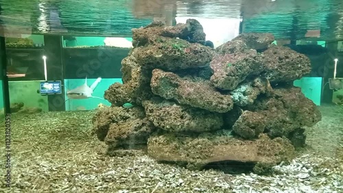 aquarium underwater world of animals and plants exotic species crabs fish shark octopus frogs shrimp