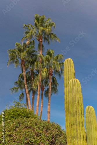 Saguaro cactus and palm trees in the city on blue sky.