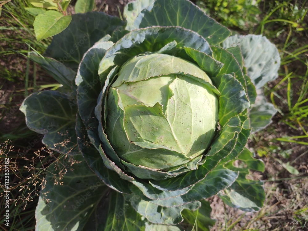 Fototapeta premium White cabbage in the garden