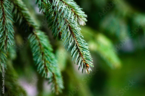 Close-up of a Christmas tree branch with shiny needles and soft light, creating a cozy atmosphere of a winter forest.